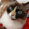 Images de profil de Anaïs - Blooming Pets - Petsitting et garde d'animaux à domicile