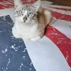 Images de profil de Anaïs - Blooming Pets - Petsitting et garde d'animaux à domicile