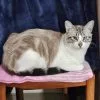 Images de profil de Anaïs - Blooming Pets - Petsitting et garde d'animaux à domicile