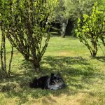 Topy Mon Chien  Spitz Nain Mâle - Garde d'animaux à domicile