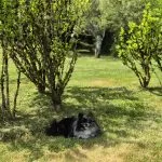 Topy Mon Chien  Spitz Nain Mâle - Garde d'animaux à domicile
