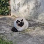 Olga de Laf Mon Chat  Sacré de Birmanie Femelle stérilisée - Garde d'animaux à domicile