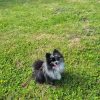 Images de profil de Anaïs - Blooming Pets - Petsitting et garde d'animaux à domicile