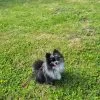Images de profil de Anaïs - Blooming Pets - Petsitting et garde d'animaux à domicile