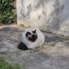 Images de profil de Anaïs - Blooming Pets - Petsitting et garde d'animaux à domicile