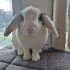 Images de profil de Anaïs - Blooming Pets - Petsitting et garde d'animaux à domicile