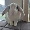 Images de profil de Anaïs - Blooming Pets - Petsitting et garde d'animaux à domicile