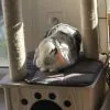 Images de profil de Anaïs - Blooming Pets - Petsitting et garde d'animaux à domicile