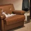 Images de profil de Anaïs - Blooming Pets - Petsitting et garde d'animaux à domicile