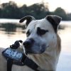 Images de profil de Anaïs - Blooming Pets - Petsitting et garde d'animaux à domicile