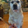 Images de profil de Anaïs - Blooming Pets - Petsitting et garde d'animaux à domicile