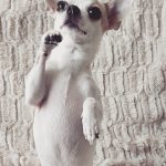 Maya Mon Chien  Chihuahua Femelle stérilisée - Garde d'animaux à domicile