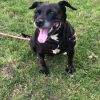 Images de profil de Andreanne - Blooming Pets - Petsitting et garde d'animaux à domicile