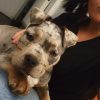 Images de profil de Andreanne - Blooming Pets - Petsitting et garde d'animaux à domicile