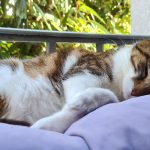 Lady Mon Chat  Croisé Femelle - Garde d'animaux à domicile