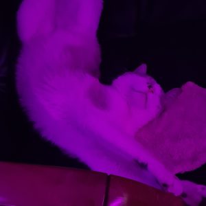 Images de profil de Andréa - Blooming Pets - Petsitting et garde d'animaux à domicile