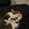 Images de profil de Angelina - Blooming Pets - Petsitting et garde d'animaux à domicile