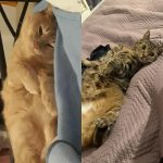Sable Mon Chat  Chat de gouttière (Commun) Mâle stérilisé - Garde d'animaux à domicile