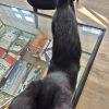 Images de profil de Angele - Blooming Pets - Petsitting et garde d'animaux à domicile