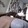 Images de profil de Angele - Blooming Pets - Petsitting et garde d'animaux à domicile
