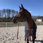 Grantala S Mon Cheval  Selle Français Femelle - Garde d'animaux à domicile