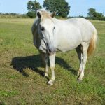 Nino Nino Mon Cheval Camargue Hongre - Garde d'animaux Ă domicile