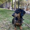 Images de profil de Anna - Blooming Pets - Petsitting et garde d'animaux à domicile