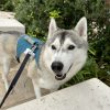 Images de profil de Anna - Blooming Pets - Petsitting et garde d'animaux à domicile