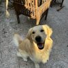 Images de profil de Anna - Blooming Pets - Petsitting et garde d'animaux à domicile