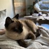 Images de profil de Anna - Blooming Pets - Petsitting et garde d'animaux à domicile