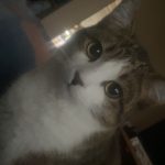 Luffy Mon Chat  Abyssin Mâle - Garde d'animaux à domicile