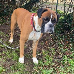 Images de profil de Anna - Blooming Pets - Petsitting et garde d'animaux Ă domicile