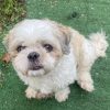 Images de profil de Anna - Blooming Pets - Petsitting et garde d'animaux à domicile