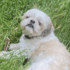 Images de profil de Anna - Blooming Pets - Petsitting et garde d'animaux à domicile