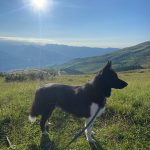 Utopie Mon Chien  Border Collie Mâle - Garde d'animaux à domicile