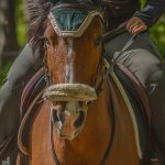 Volcan Mon Cheval  Poney Français de Selle Hongre - Garde d'animaux à domicile