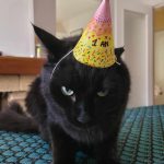 Sasha Mon Chat  Européen Femelle - Garde d'animaux à domicile