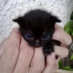 Crapule Mon Chat  Chat de gouttière (Commun) Femelle - Garde d'animaux à domicile