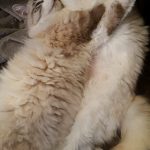 Chatoune Mon Chat  Chat de gouttière (Commun) Femelle - Garde d'animaux à domicile