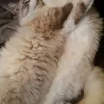 Chatoune Mon Chat  Chat de gouttière (Commun) Femelle - Garde d'animaux à domicile