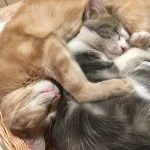 Tazz Mon Chat  Chat de gouttière (Commun) Femelle - Garde d'animaux à domicile