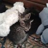 Images de profil de Anne-Cassandre - Blooming Pets - Petsitting et garde d'animaux à domicile