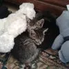 Images de profil de Anne-Cassandre - Blooming Pets - Petsitting et garde d'animaux à domicile