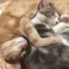 Images de profil de Anne-Cassandre - Blooming Pets - Petsitting et garde d'animaux à domicile