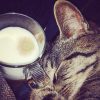 Images de profil de Anne-Cassandre - Blooming Pets - Petsitting et garde d'animaux à domicile