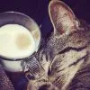 Images de profil de Anne-Cassandre - Blooming Pets - Petsitting et garde d'animaux à domicile