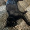 Images de profil de Anne-laure - Blooming Pets - Petsitting et garde d'animaux à domicile