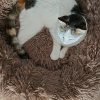 Images de profil de Anne-laure - Blooming Pets - Petsitting et garde d'animaux à domicile