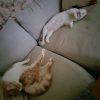 Images de profil de Anne-laure - Blooming Pets - Petsitting et garde d'animaux à domicile