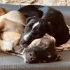 Images de profil de Anne-laure - Blooming Pets - Petsitting et garde d'animaux à domicile